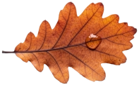 Oak Leaf